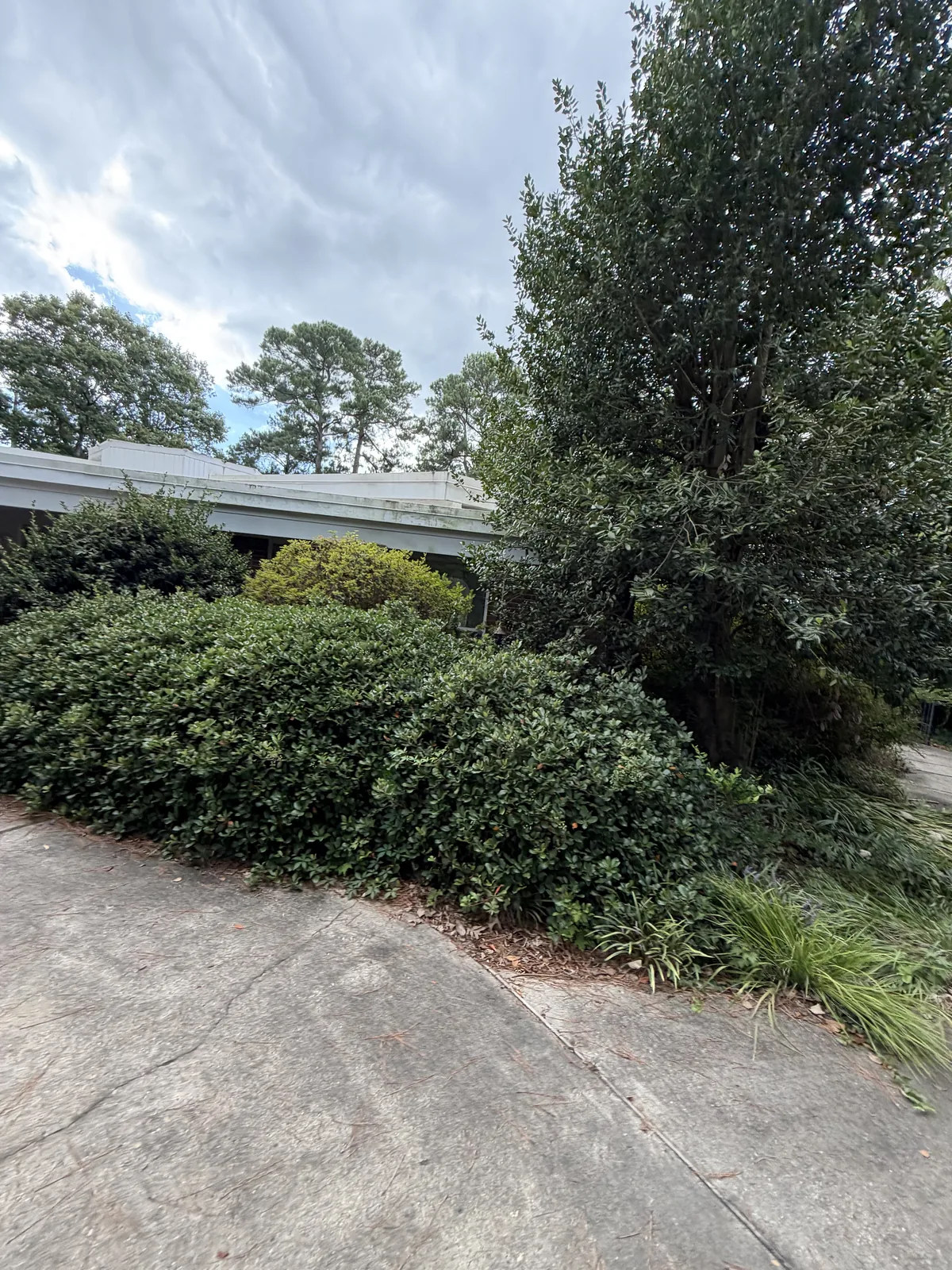 Overgrown hedges outside a home before trimming