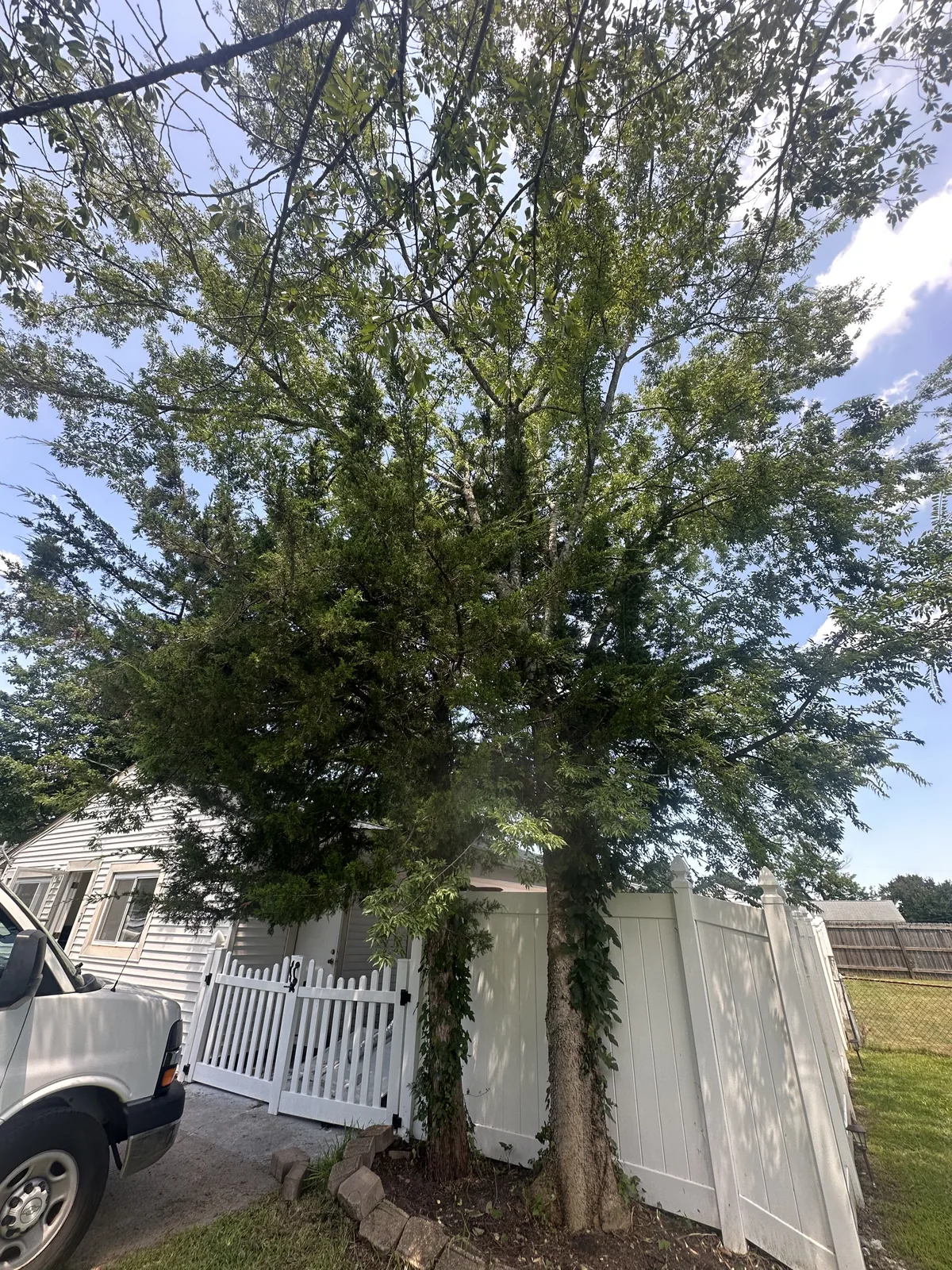 Trees beside a white fence before work